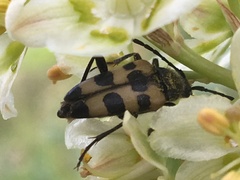 Judolia instabilis