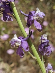 Delphinium hansenii