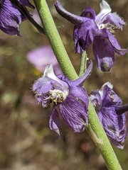 Delphinium hansenii