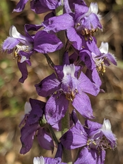 Delphinium hansenii