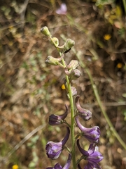 Delphinium hansenii