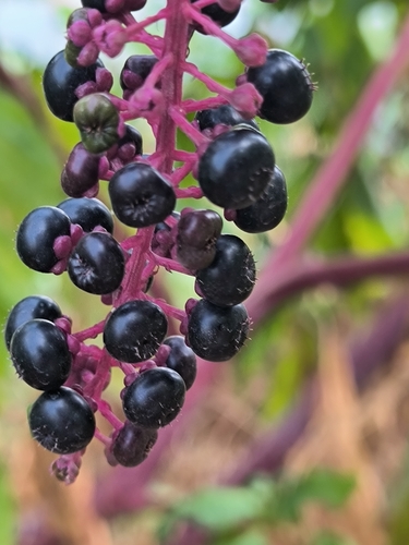 American pokeweed