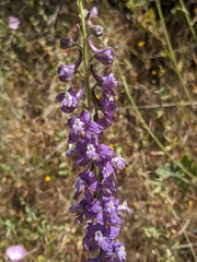 Delphinium hansenii