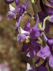 Delphinium hansenii