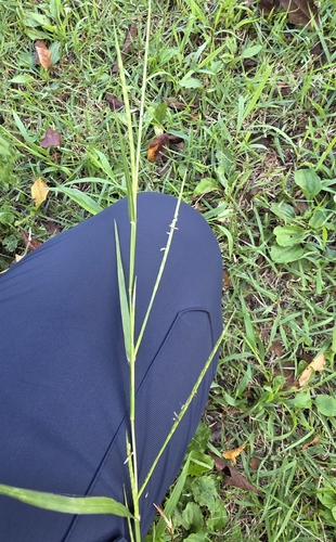 Hemarthria sibirica, 2026-08-24