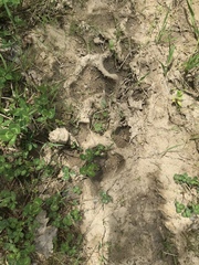 Canis lupus italicus