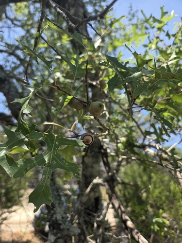 Quercus buckleyi, photograph 2