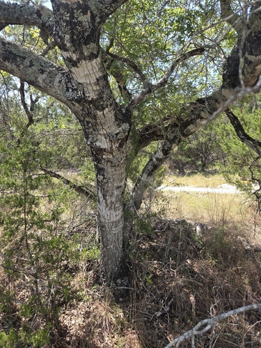 Quercus buckleyi, photograph 3