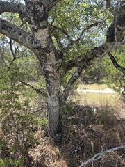 Quercus buckleyi, photograph (c) Rachel, some rights reserved (CC BY)