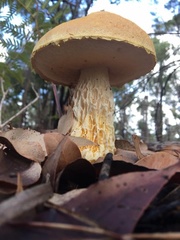 Austroboletus occidentalis