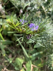 Psoralea glabra