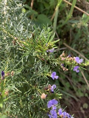 Psoralea glabra