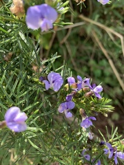 Psoralea glabra