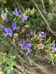 Psoralea glabra