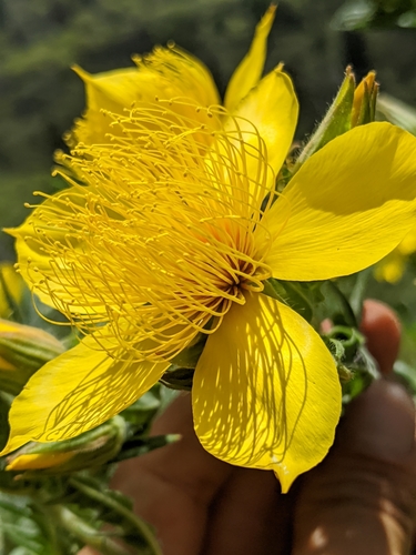 Image of Mentzelia crocea by no rights reserved