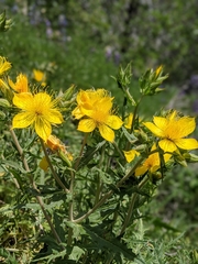 Mentzelia crocea