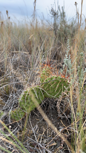 Plains Pricklypear