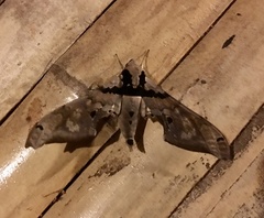 Adhemarius gannascus