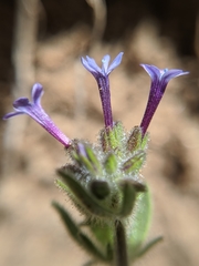Allophyllum gilioides