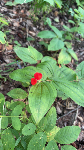 rough-fruited fairybells