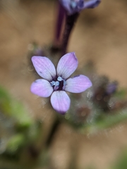 Allophyllum gilioides