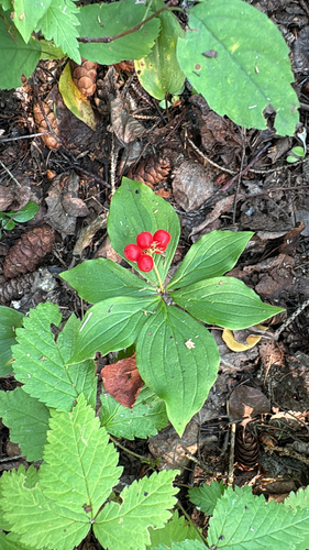 Canadian bunchberry