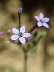 Allophyllum gilioides