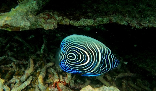 Emperor Angelfish