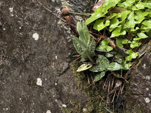 Schlechtendal's Goodyera