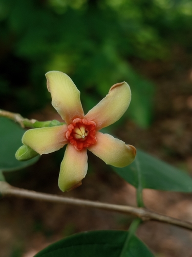 Wrightia arborea observed 2026-06-09
