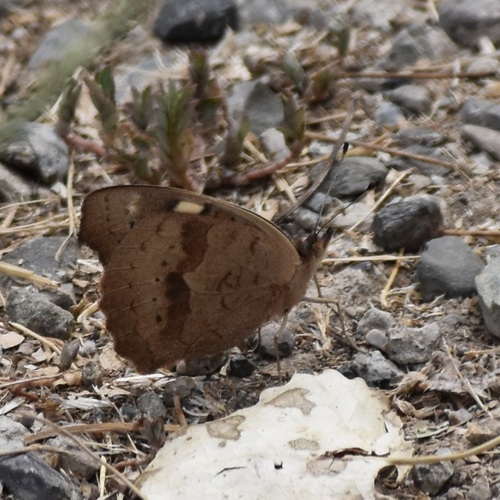 Gray Buckeye