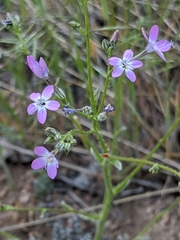 Gilia leptantha
