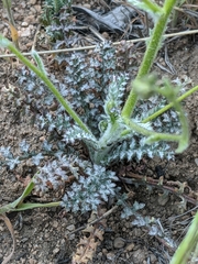 Gilia leptantha