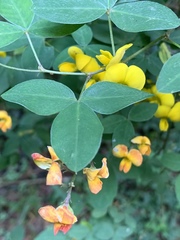 Argyrolobium tomentosum