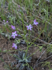 Gilia leptantha