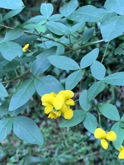 Argyrolobium tomentosum
