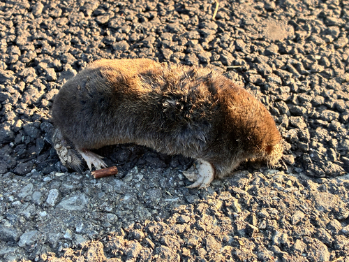 Hairy-tailed Mole observed by dschlaep