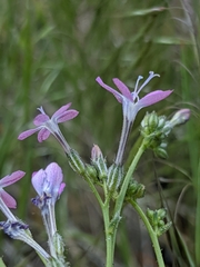 Gilia leptantha