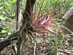 Tillandsia brachycaulos