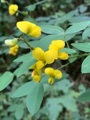Argyrolobium tomentosum
