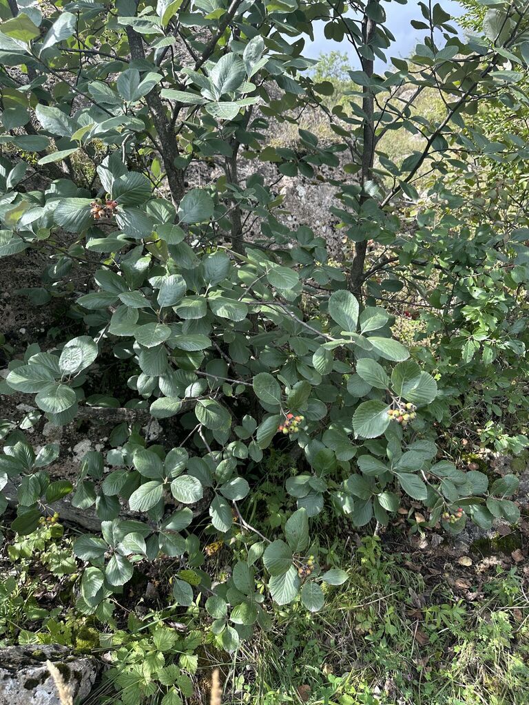 Sorbus fedorovii