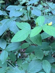 Argyrolobium tomentosum