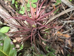 Tillandsia brachycaulos, photograph (c) Jalil R., some rights reserved (CC BY-SA)