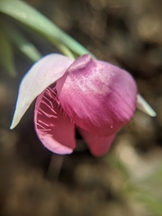 Calochortus amoenus