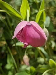 Calochortus amoenus