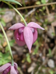 Calochortus amoenus