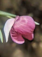 Calochortus amoenus