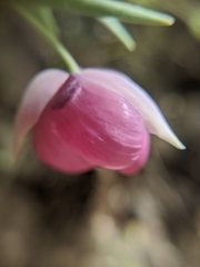 Calochortus amoenus