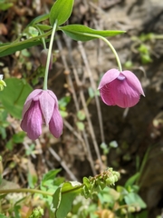 Calochortus amoenus