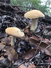 Austroboletus occidentalis